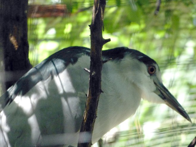 Bird Friend
